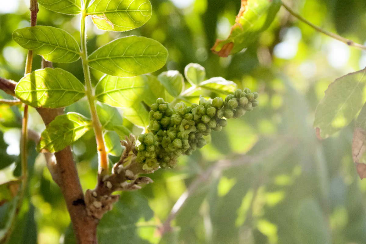 Kit - Le sumac, dix façons de le préparer - Image 7