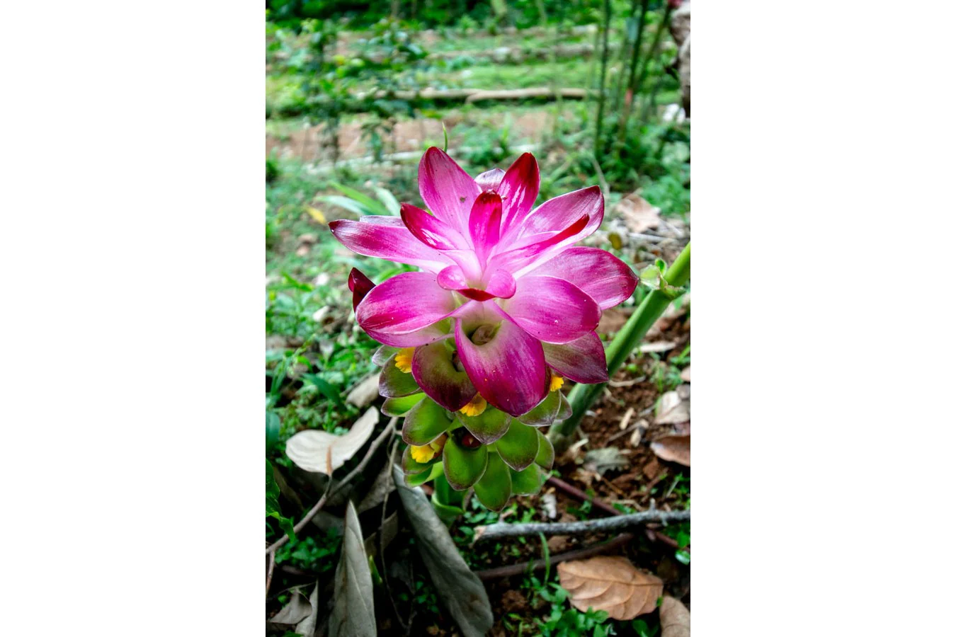 Curcuma de Java - bio - Image 7