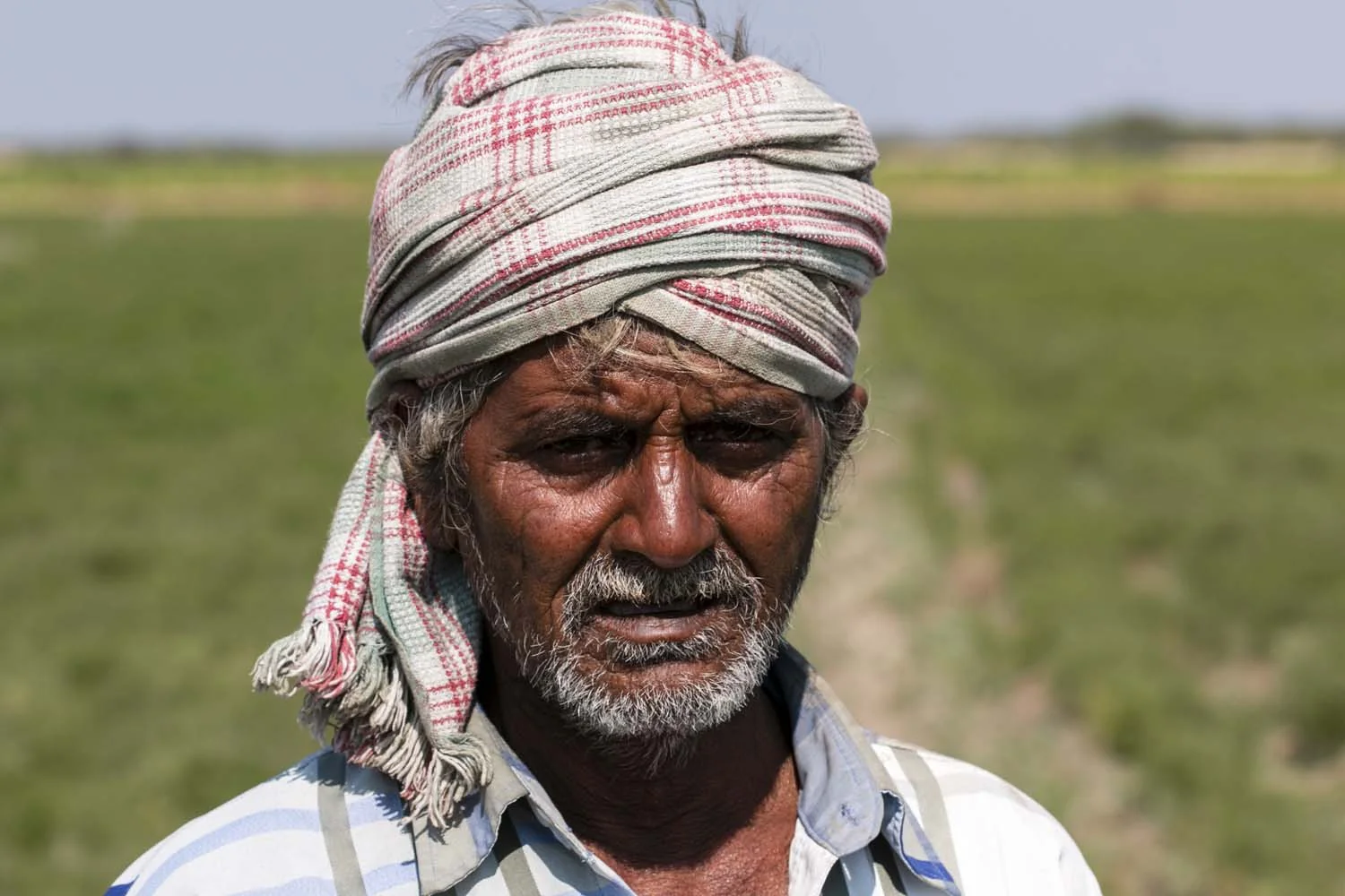Fenouil du Gujarat – bio - Image 7