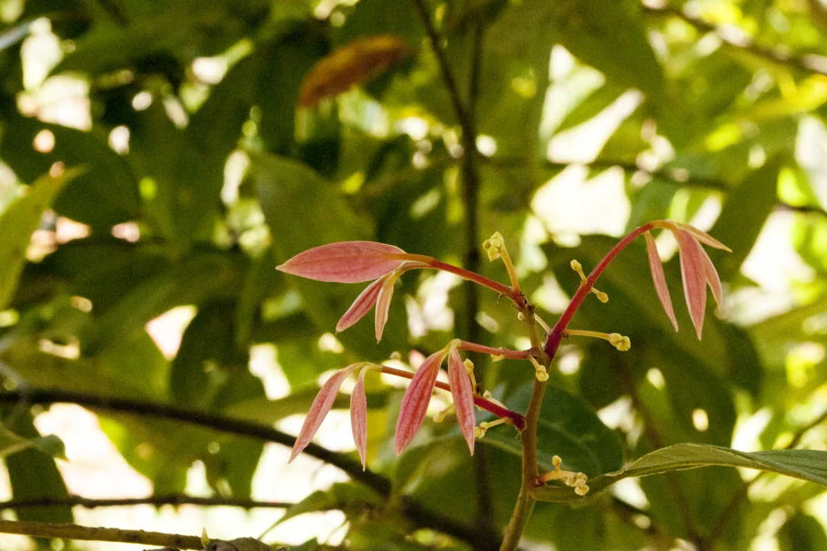 Feuilles de cannelier du Népal - bio - Image 4