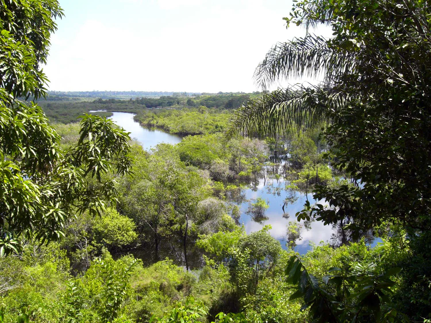Fève tonka d'Amazonie – sauvage - Image 2