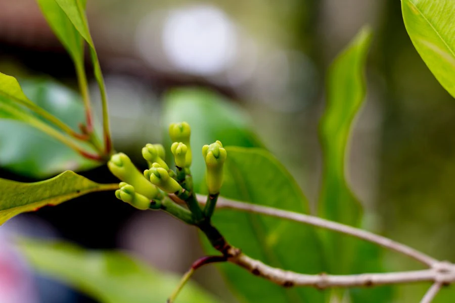 Girofle de Sulawesi – bio - Image 2
