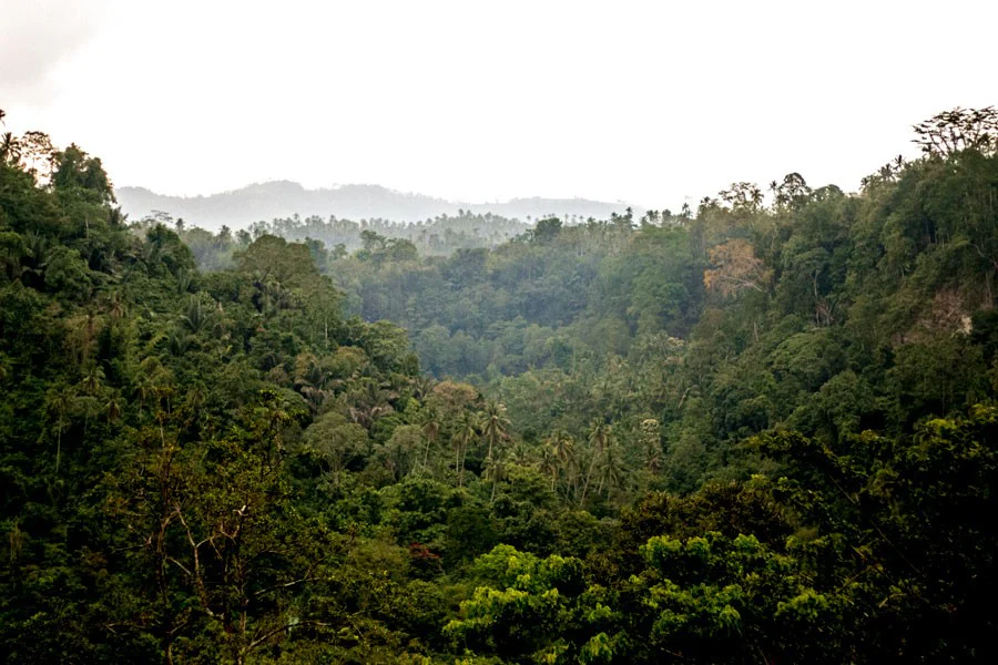 Girofle de Sulawesi – bio - Image 4