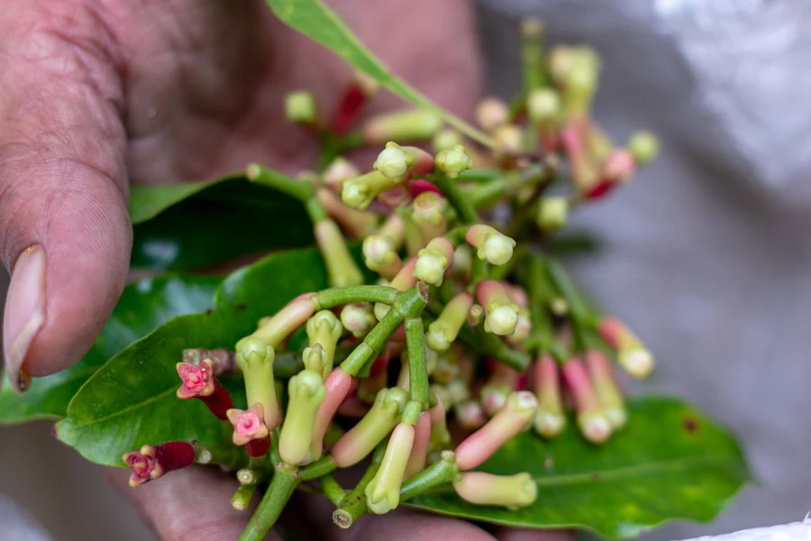Girofle de Sulawesi – bio - Image 6