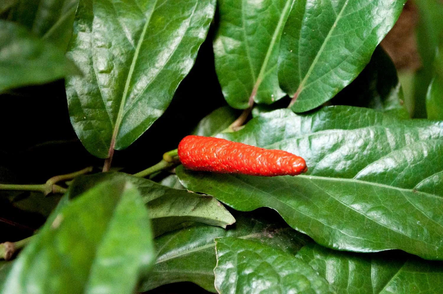 Grand poivre long d’Assam – bio et sauvage - Image 9