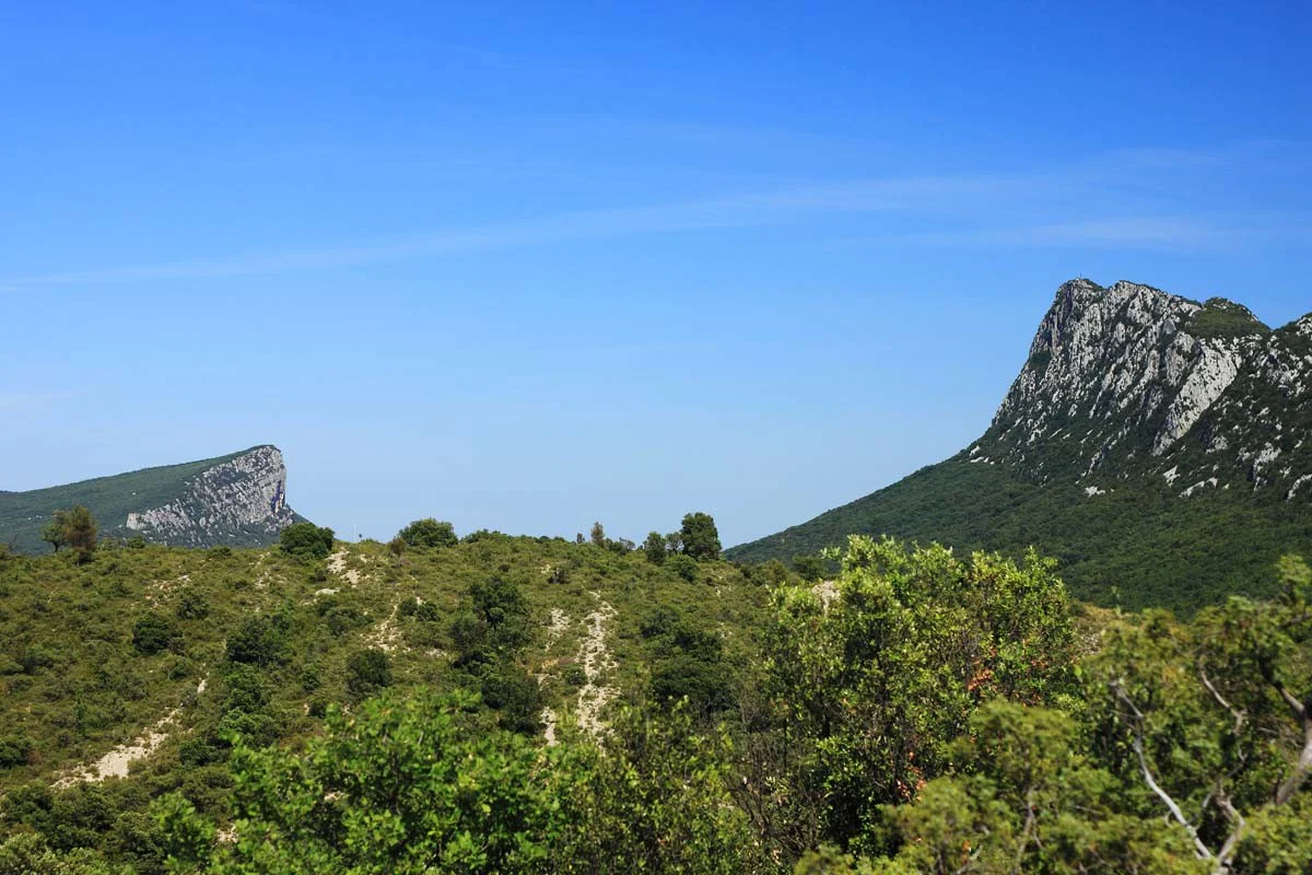 Lavande fine du Languedoc – bio et sauvage - Image 6
