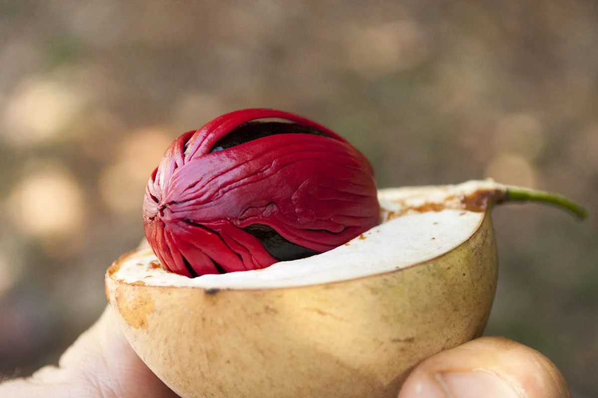 Macis du Sri Lanka – bio - Image 2