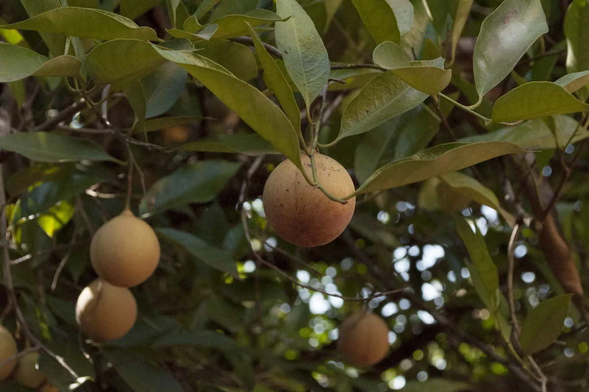 Macis du Sri Lanka – bio - Image 7