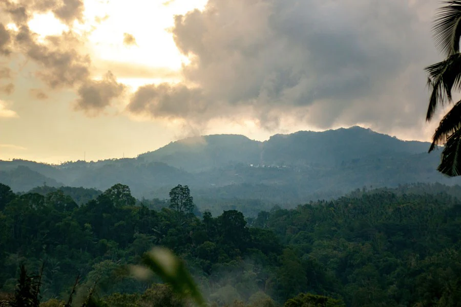 Macis du Sri Lanka – bio - Image 9
