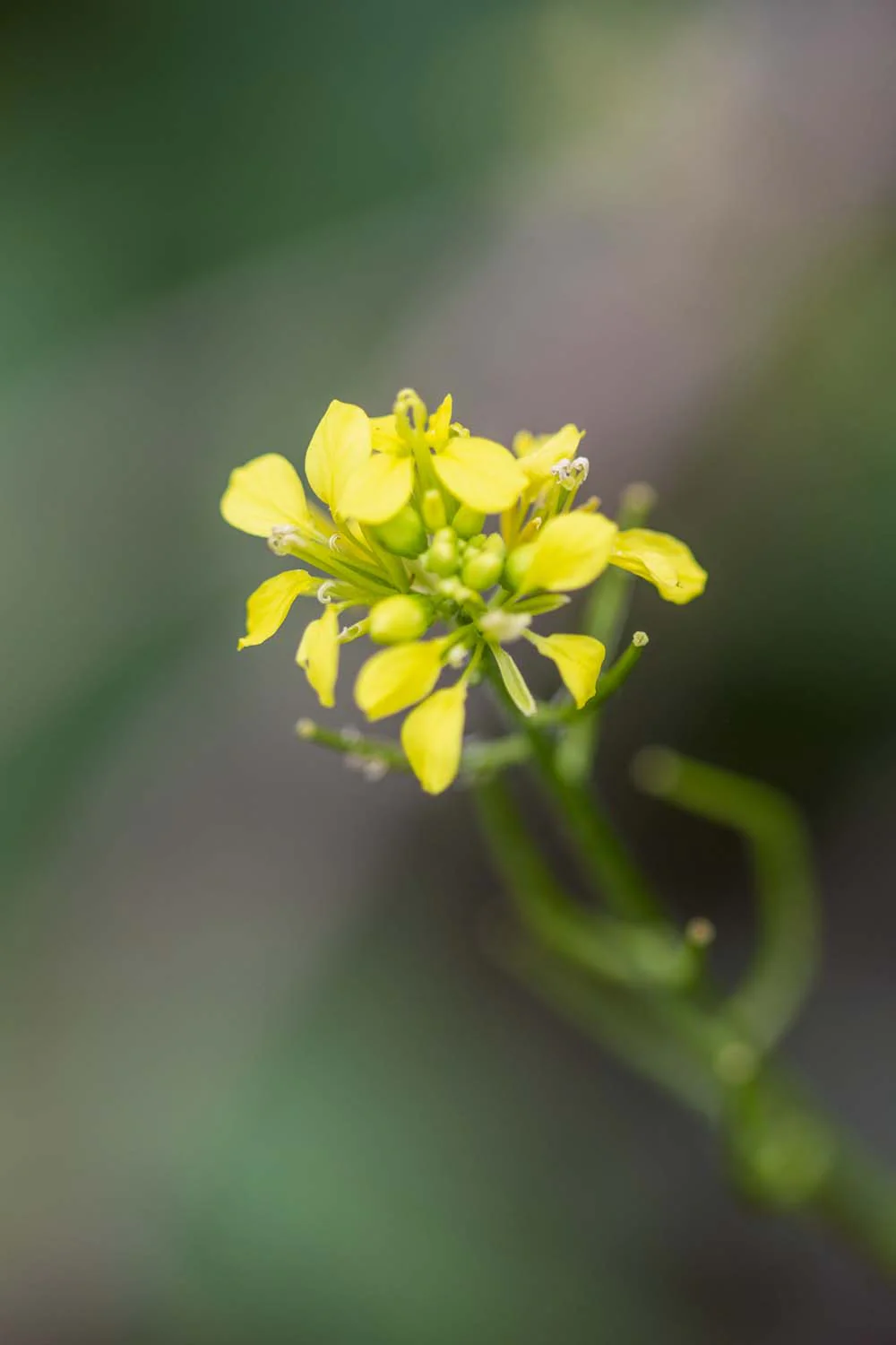 Moutarde Jaune du Lot-et-Garonne – bio