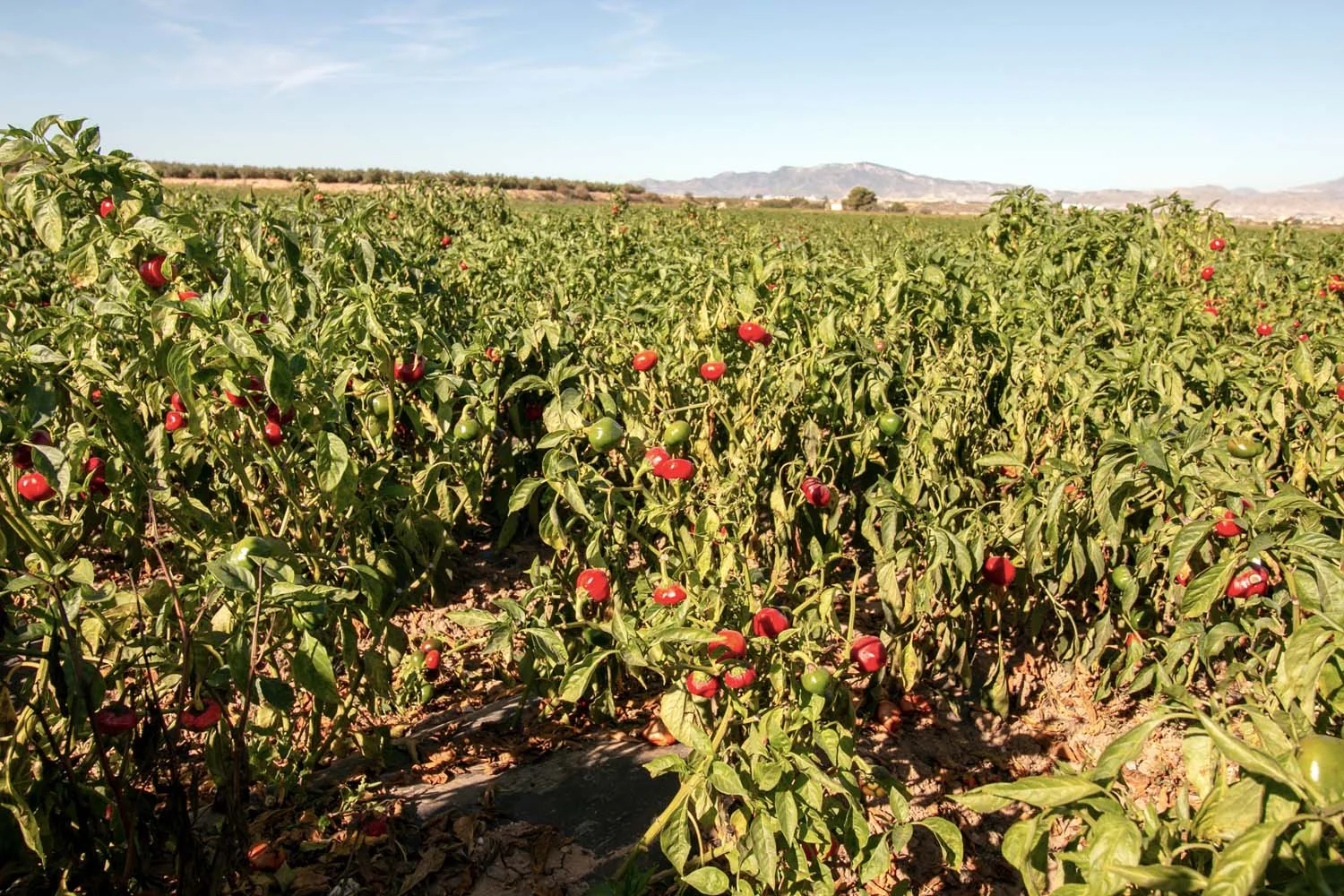 Paprika fort de Murcia – bio - Image 5