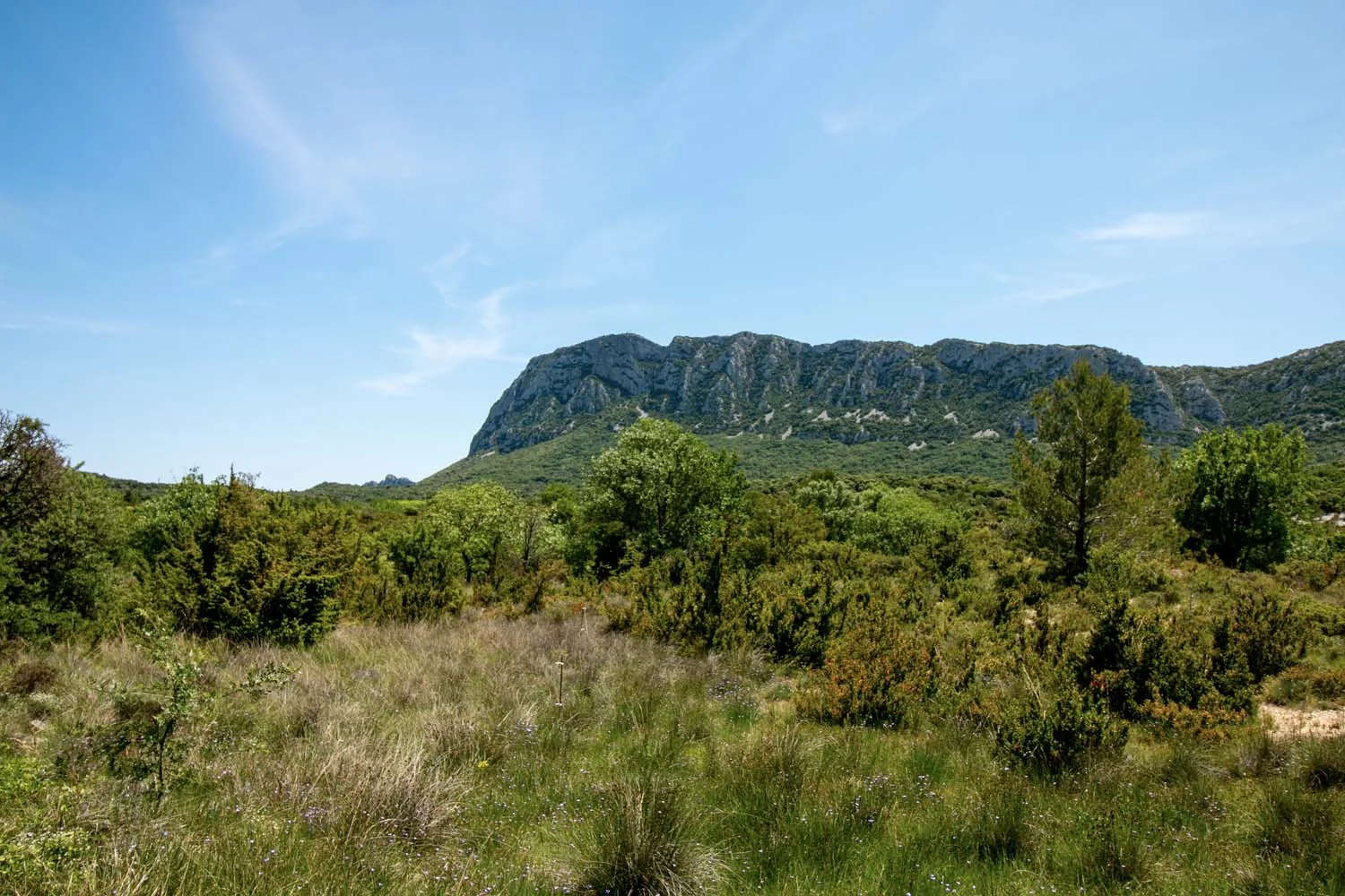 Romarin du Languedoc – bio et sauvage - Image 9