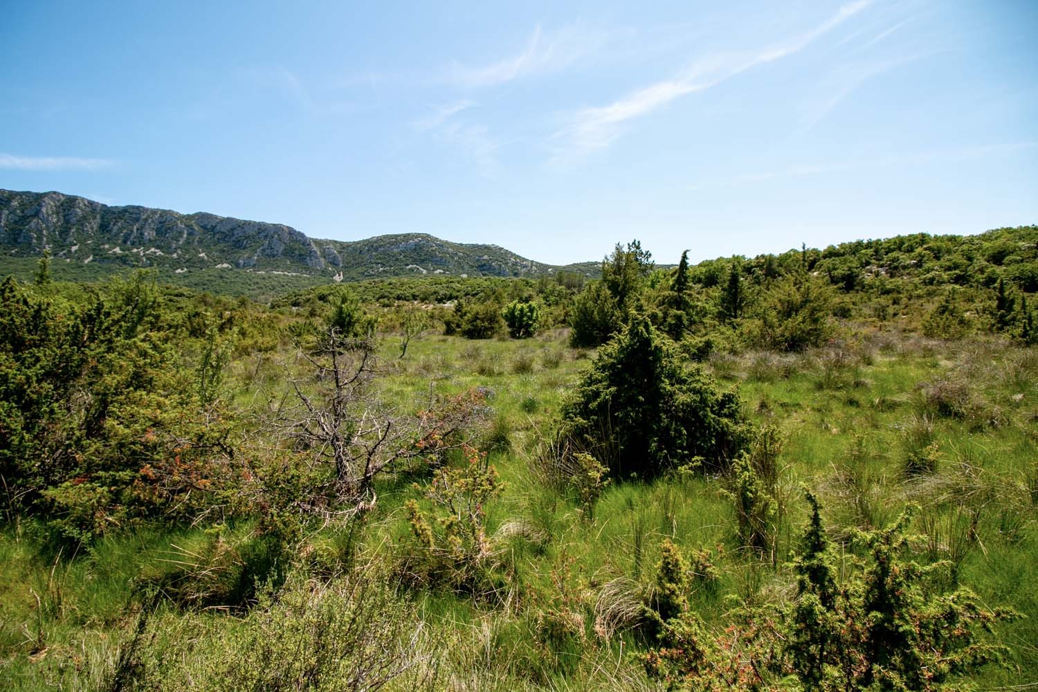 Sarriette du Languedoc - bio et sauvage - Image 6