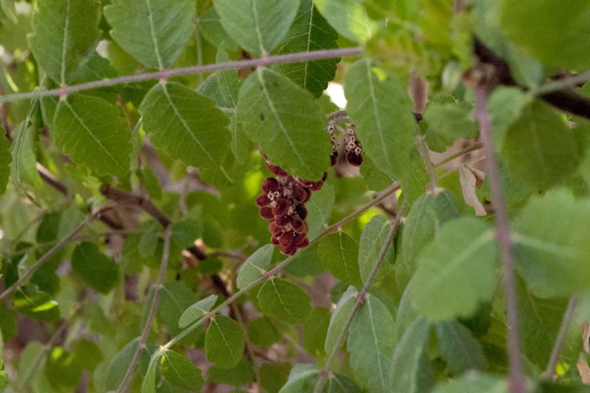 Sumac du Liban – sauvage - Image 5