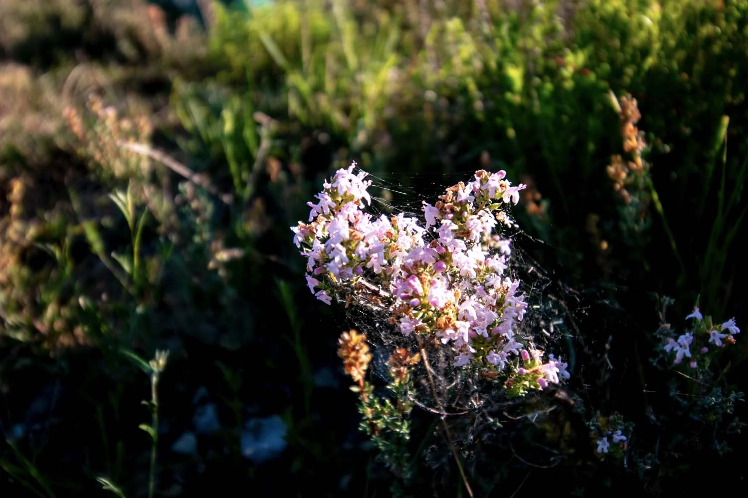 Thym carvacrol du Languedoc – bio et sauvage - Image 5