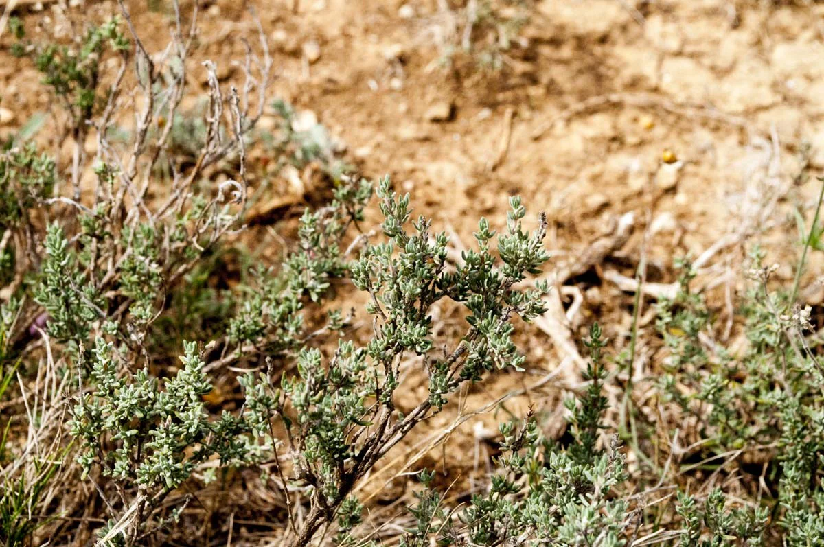 Thym linalol du Languedoc - bio et sauvage - Image 7
