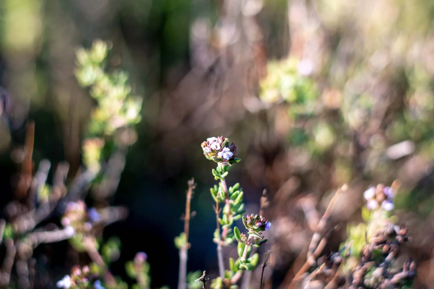 Thym thuyanol du Languedoc – bio et sauvage - Image 4