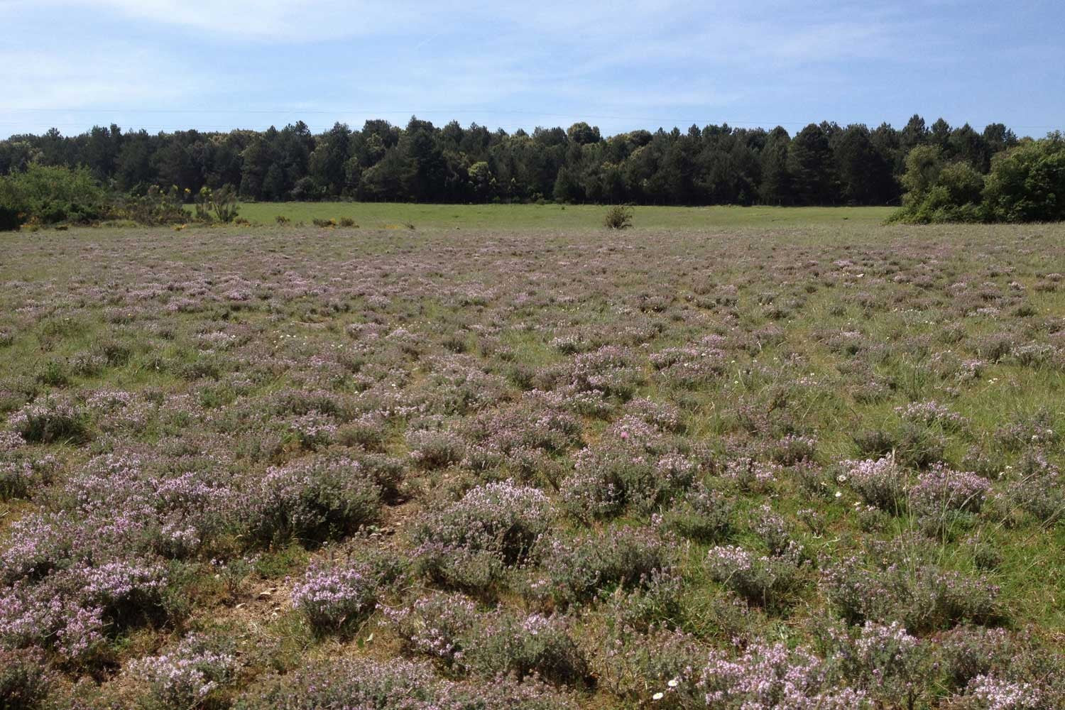 Thym thymol du Languedoc – bio et sauvage - Image 5