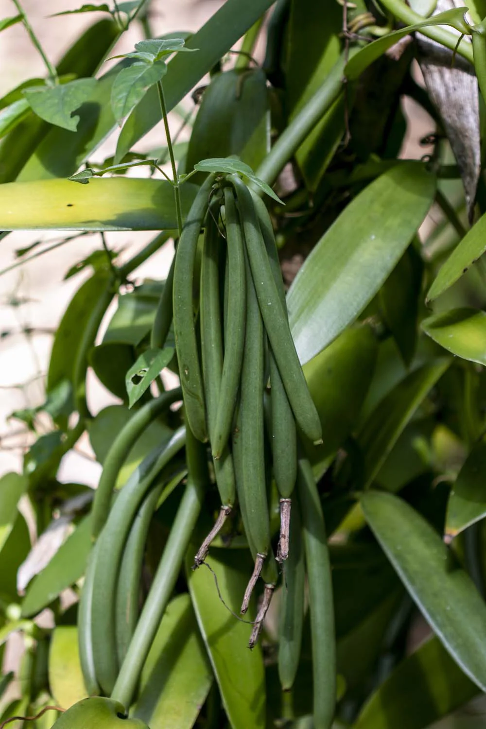 Vanille de Zanzibar – bio - Image 3