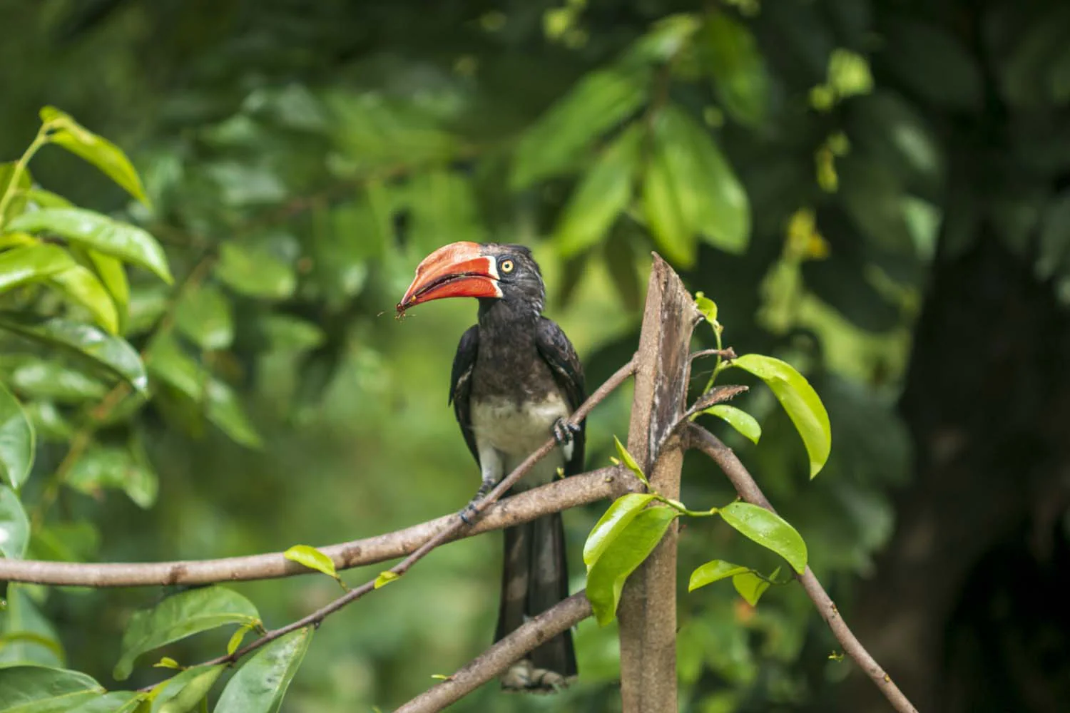 Vanille de Zanzibar – bio - Image 5