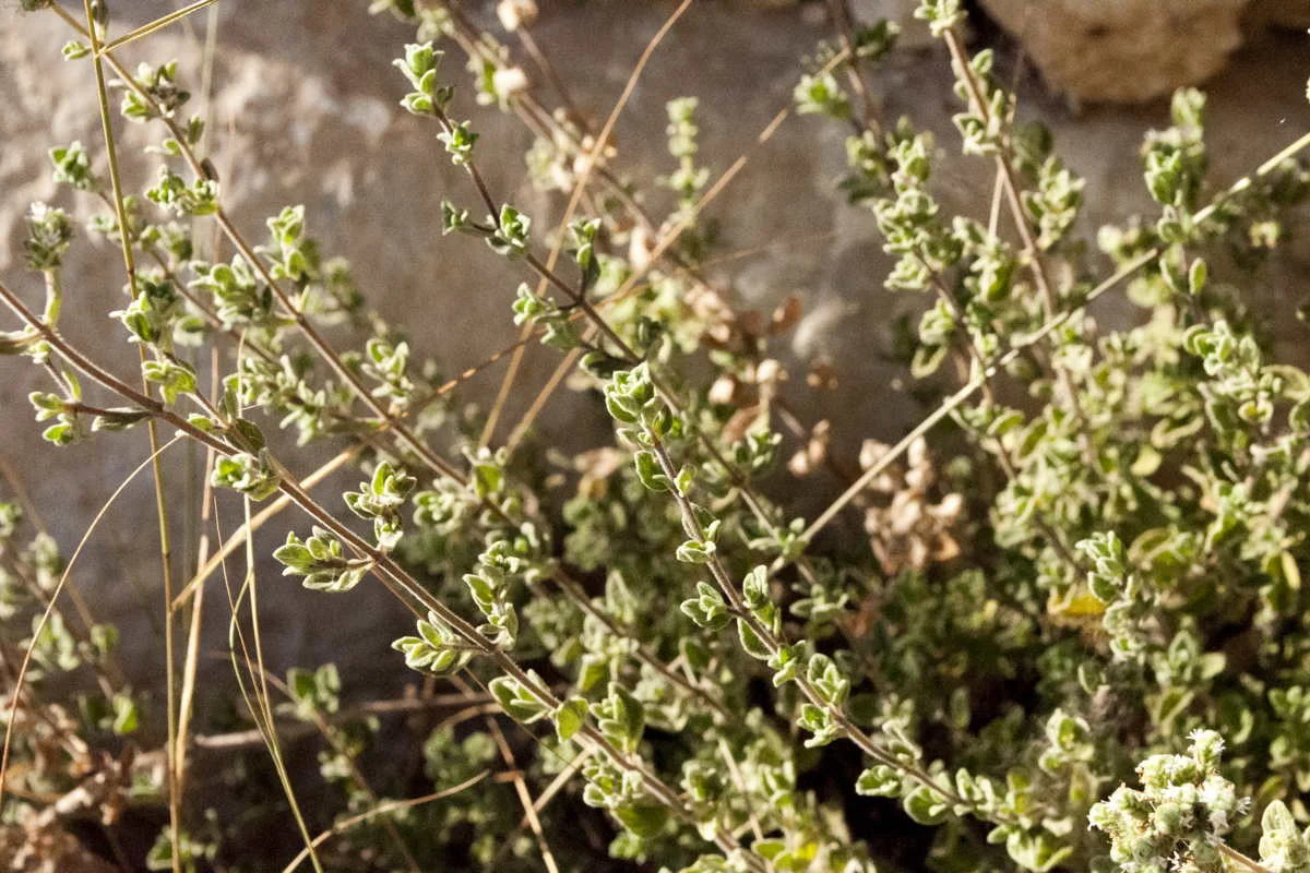 Mélange Za'atar - bio - Image 7