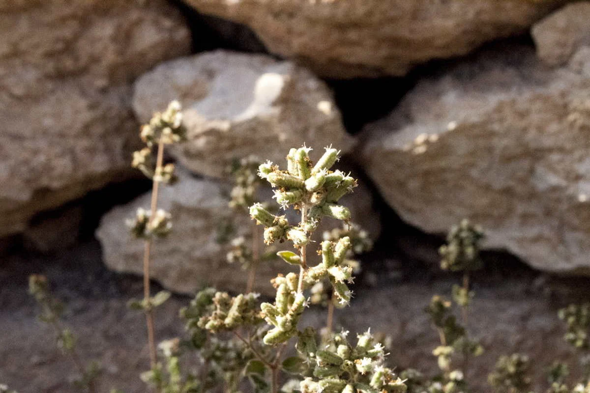 Mélange Za'atar - bio - Image 9